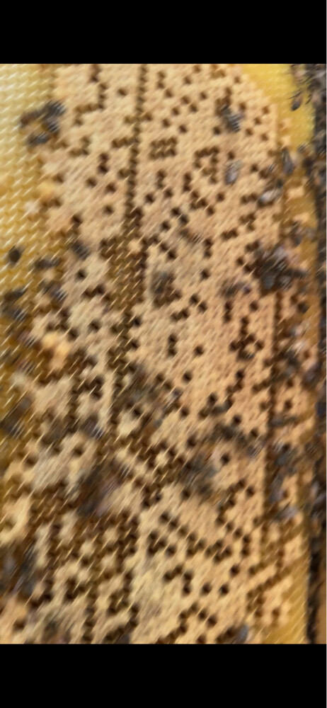 New Egyptian Honey Bee Colony – 5 F - 5