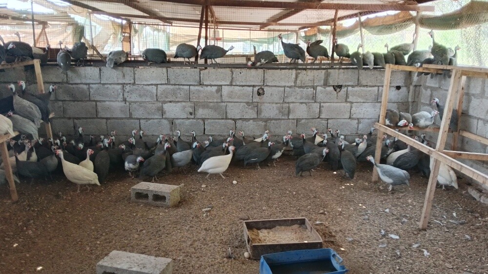 Habasi - 3