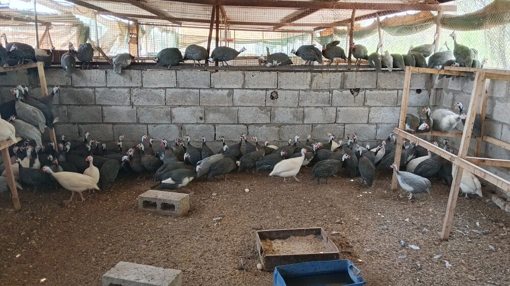 Habasi - 2