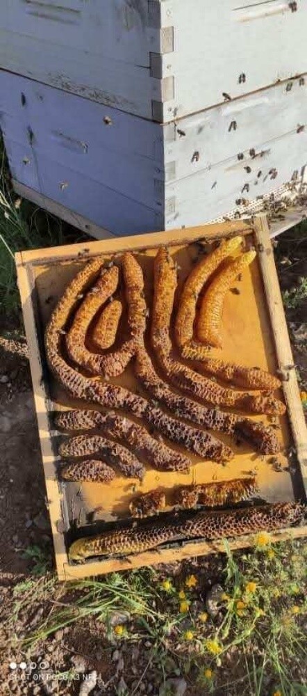 احمد من الجزائر - 9