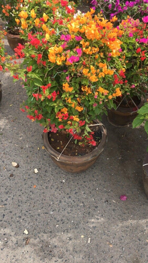 ابو ايه - 5