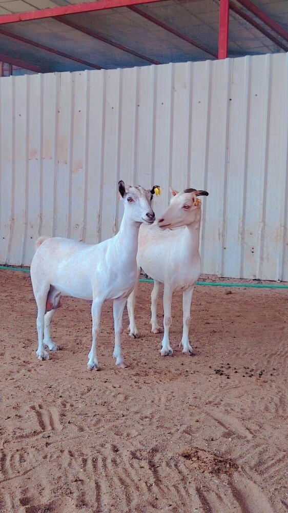 معزه عمانيه.اصايل - 1