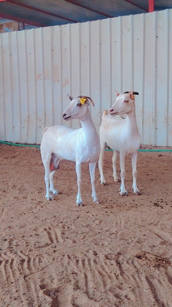 معزه عمانيه.اصايل - 4
