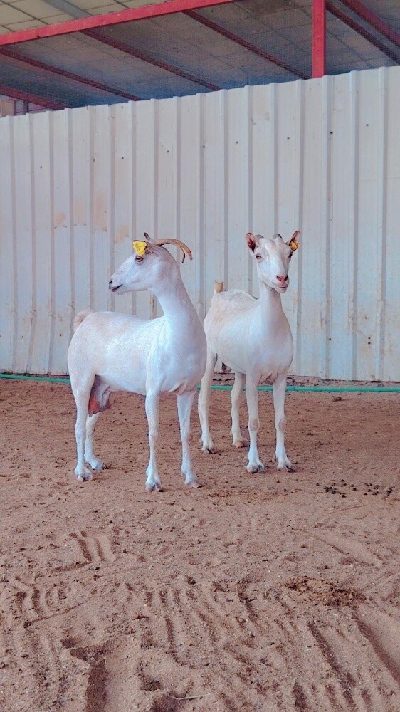 معزه عمانيه.اصايل - 3