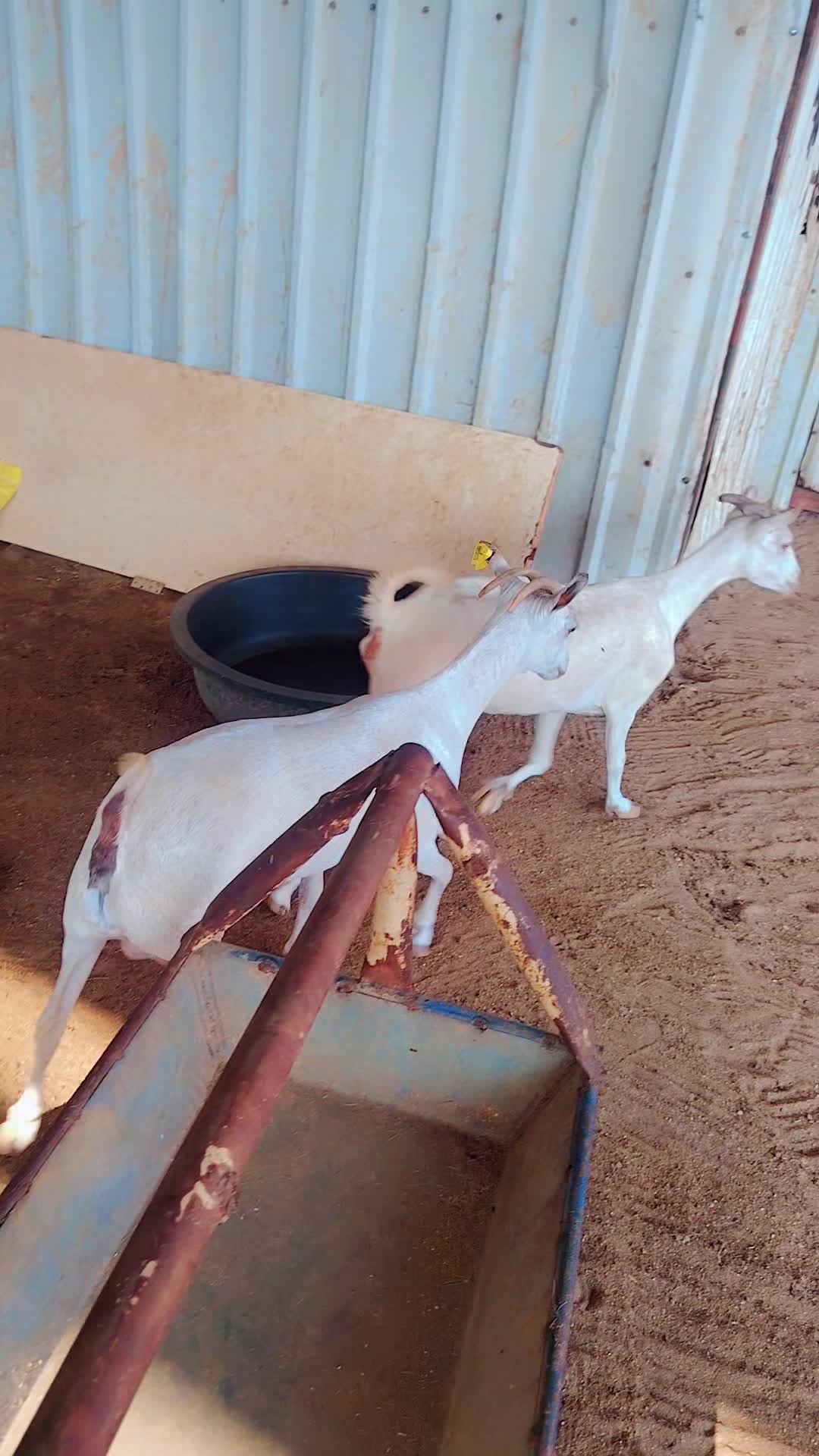 معزه عمانيه.اصايل - 7
