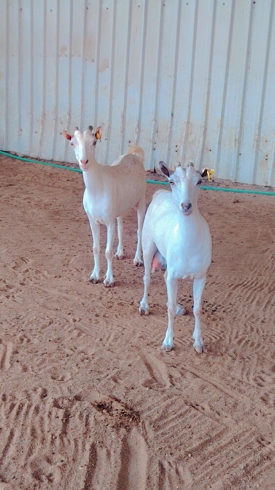 معزه عمانيه.اصايل - 5