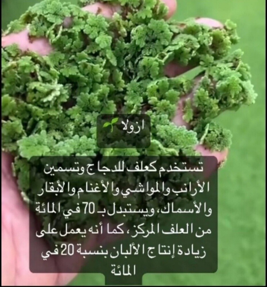 بذور ازولا تجهيز احواض - 2