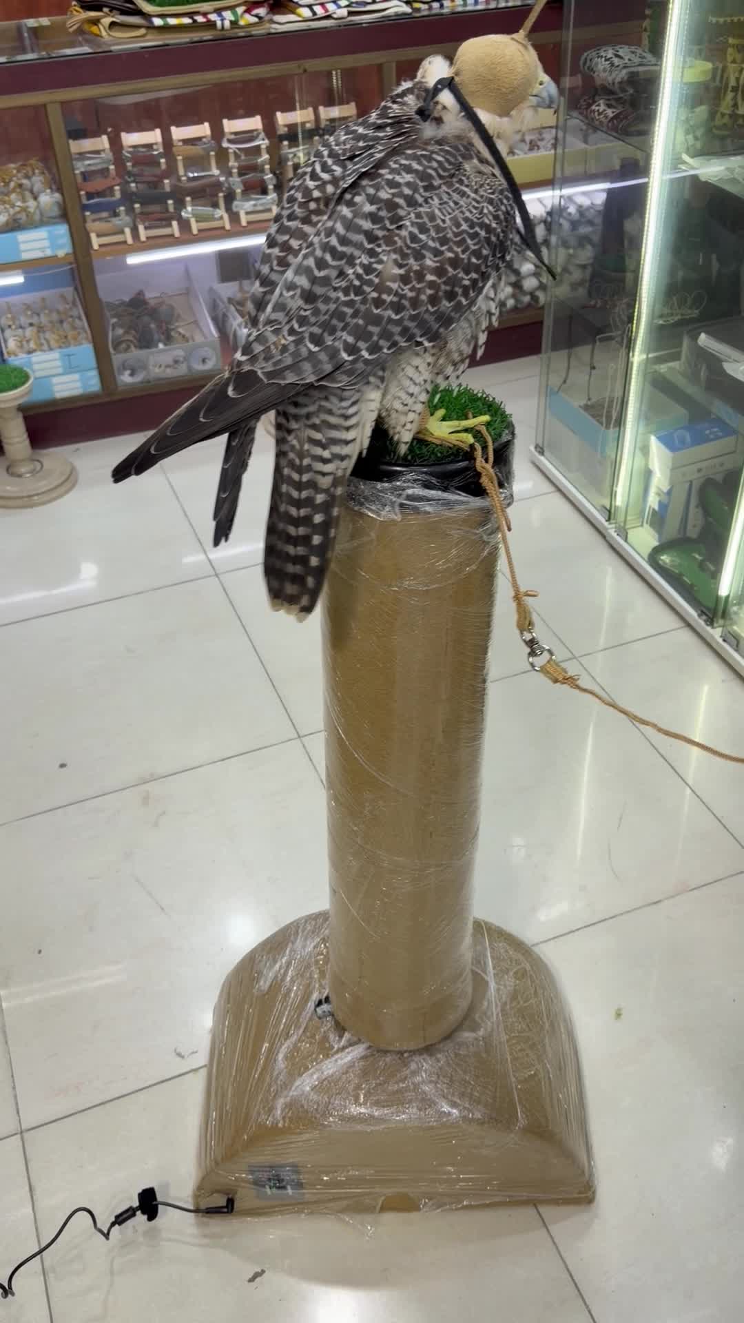 وكر هزاز - 3