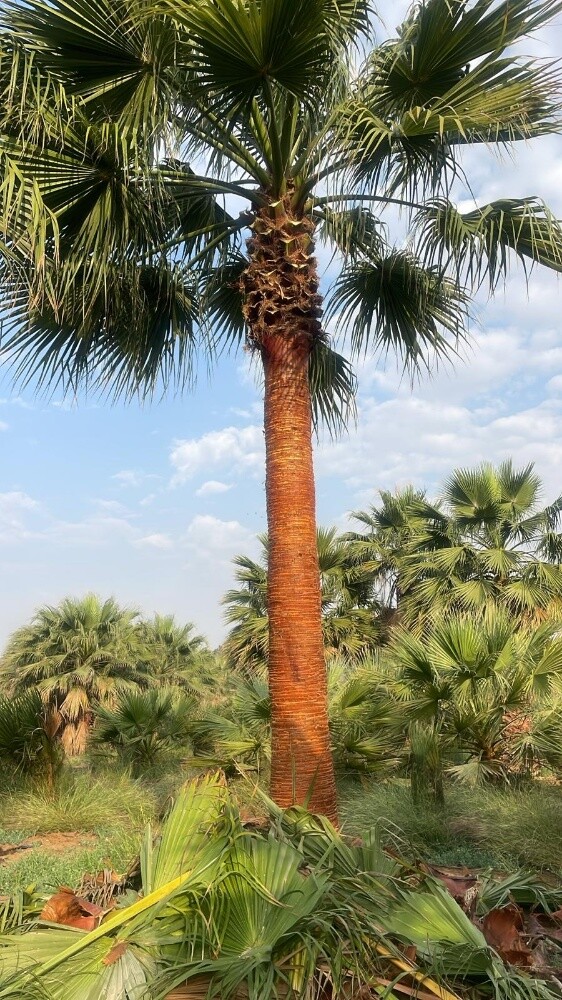 اشنطونيا جميع المقاسات - 1