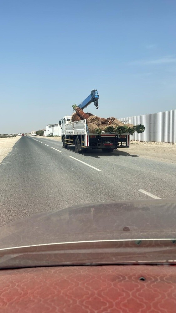 اشنطونيا جميع المقاسات - 4