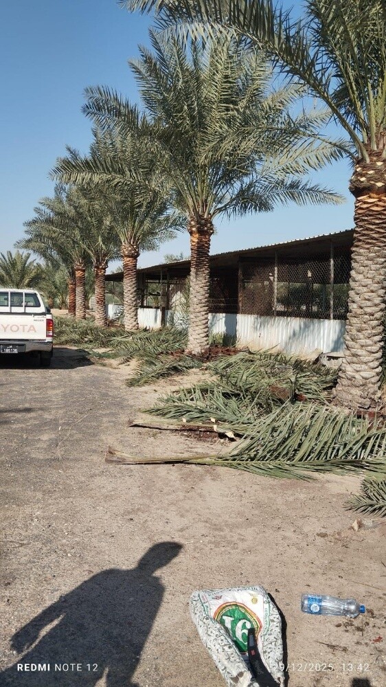 اشنطونيا جميع المقاسات - 2