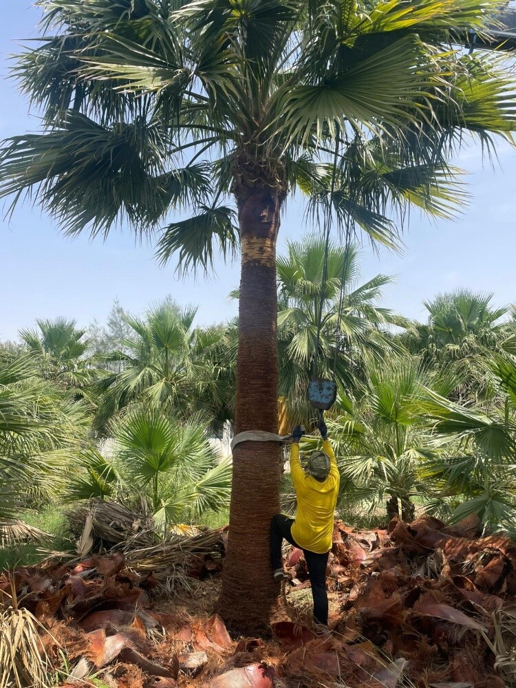 اشنطونيا جميع المقاسات - 3