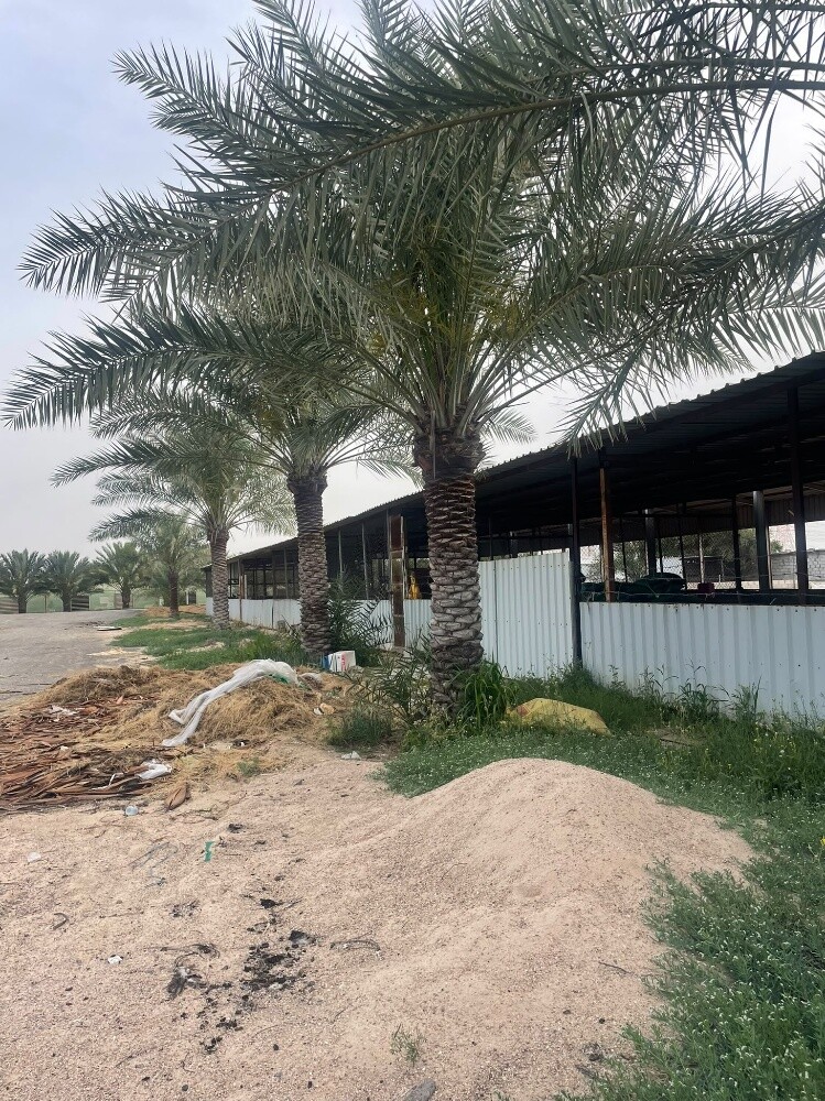 نخل اخلاص - 2