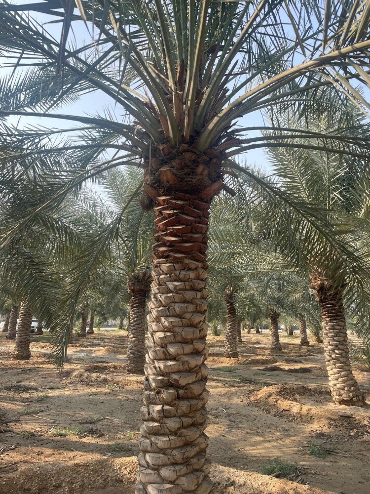 جميع انواع النخيل - 2