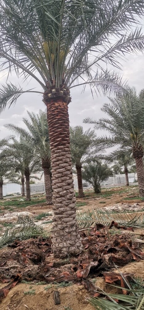 جميع انواع النخيل - 3