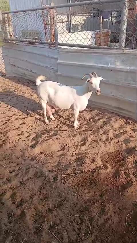 ماعز عمانيه توها والده - 1