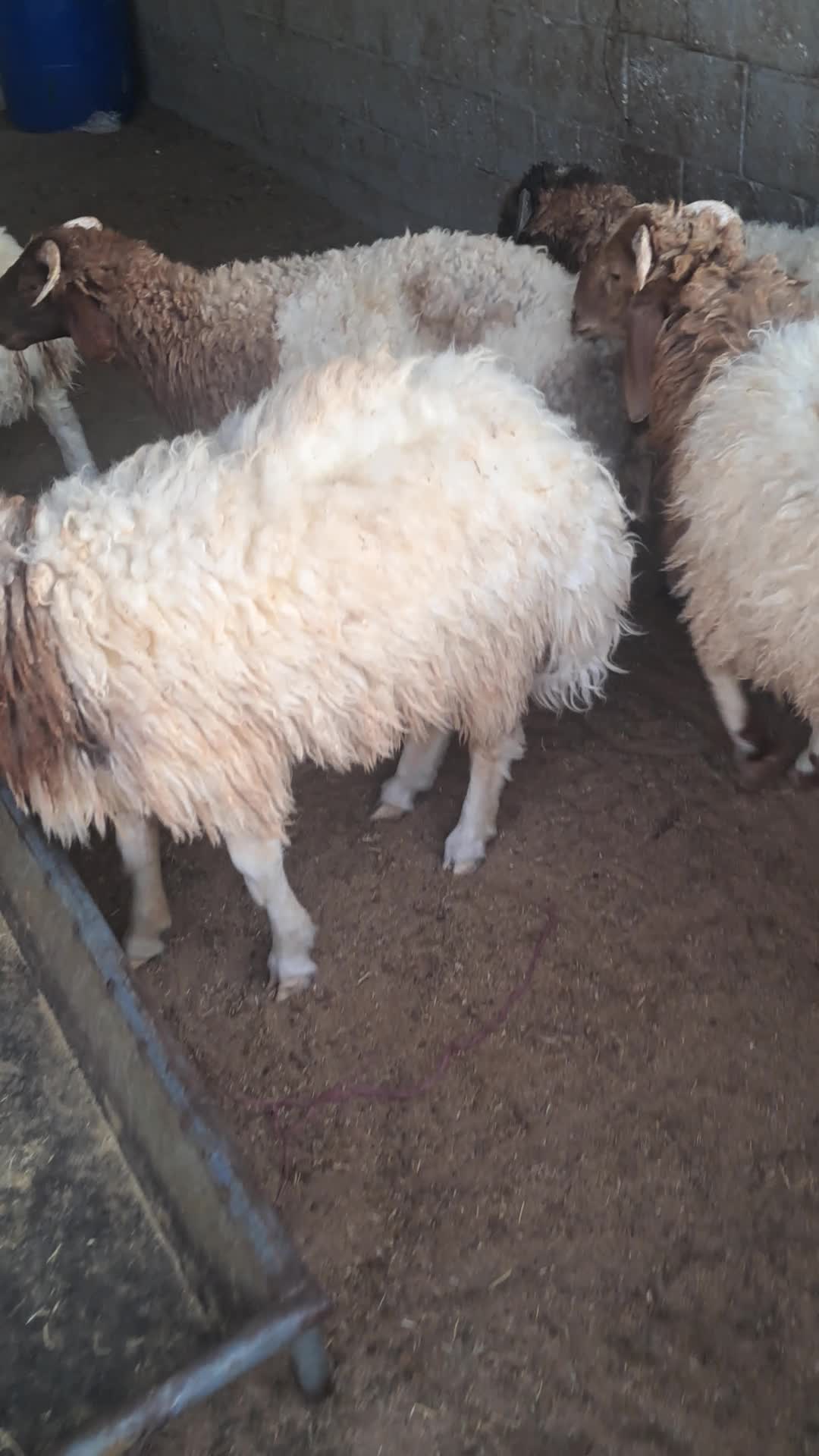 خرفان ذبايح طيبه سوريه وبلدي - 1