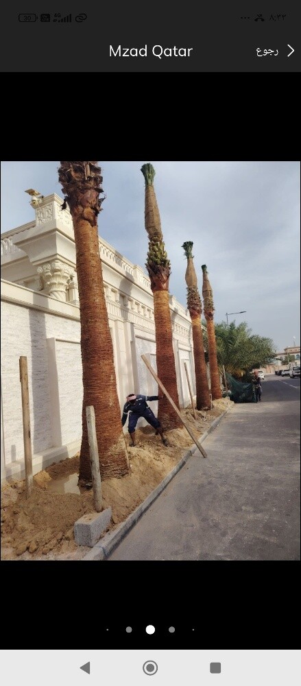 نخيل وشنطونيا - 2