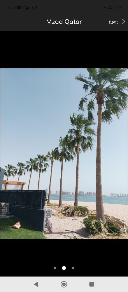 نخيل وشنطونيا - 1