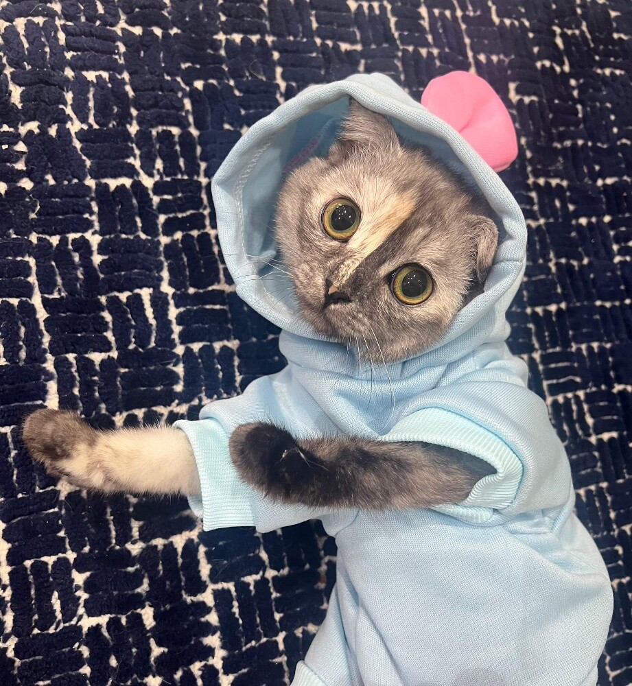Scottish Fold female - 3