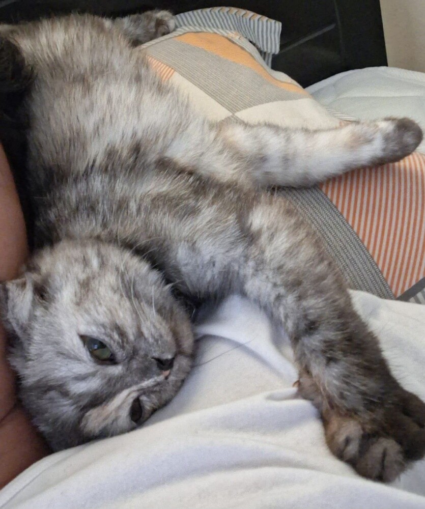Scottish Fold female - 6