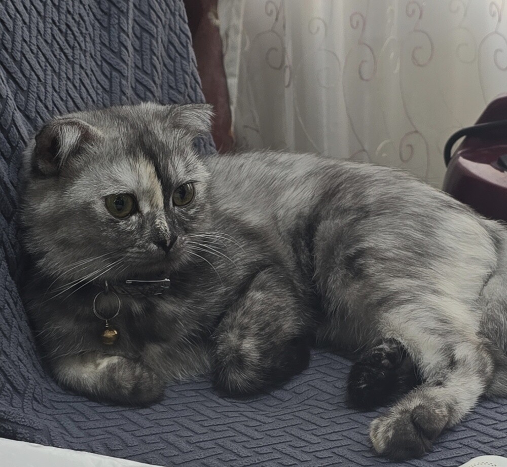 Scottish Fold female - 5