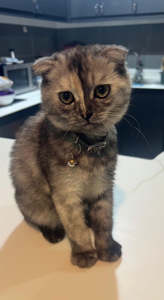 Scottish Fold female - 4