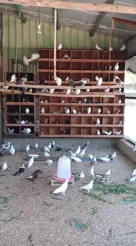 لبيع حمام زبنه - 1