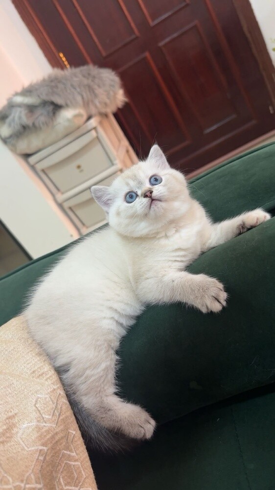 مشتل - 3