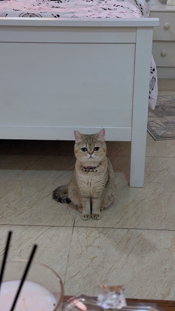 مشتل - 6