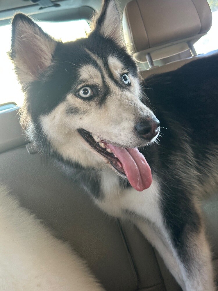 Urgent Sale: Husky Female (Passport - 5