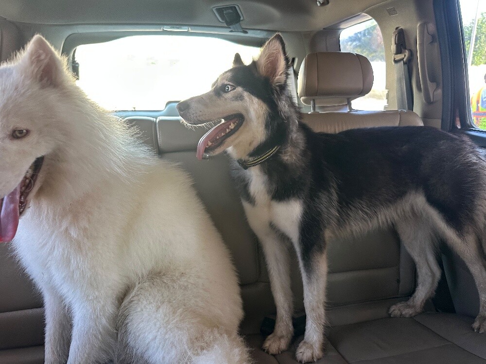 Urgent Sale: Husky Female (Passport - 3