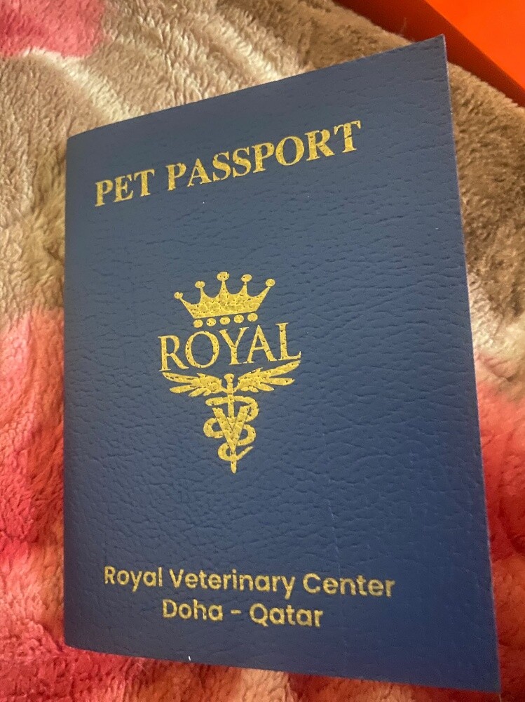 Urgent Sale: Husky Female (Passport - 10