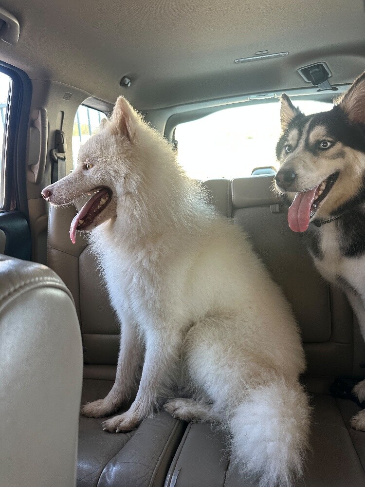 Urgent Sale: Husky Female (Passport - 6