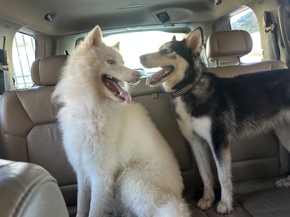 Urgent Sale: Husky Female (Passport - 4