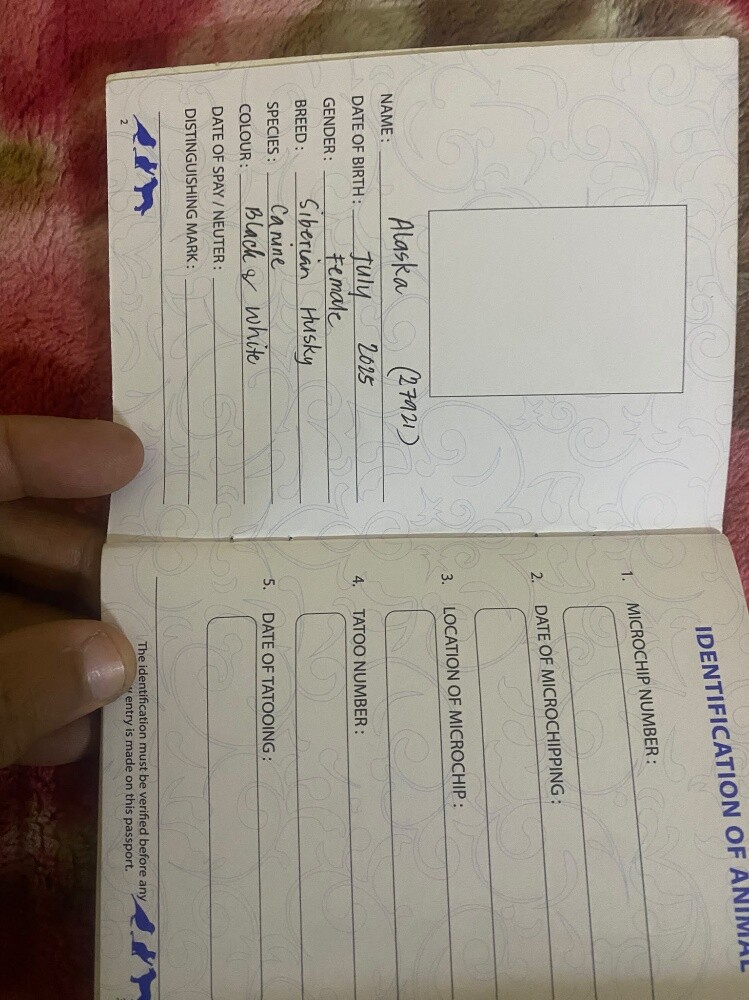 Urgent Sale: Husky Female (Passport - 11