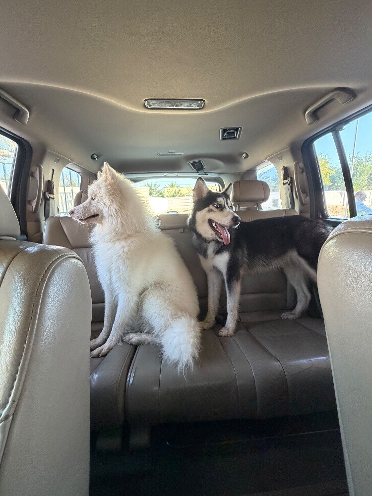 Urgent Sale: Husky Female (Passport - 1