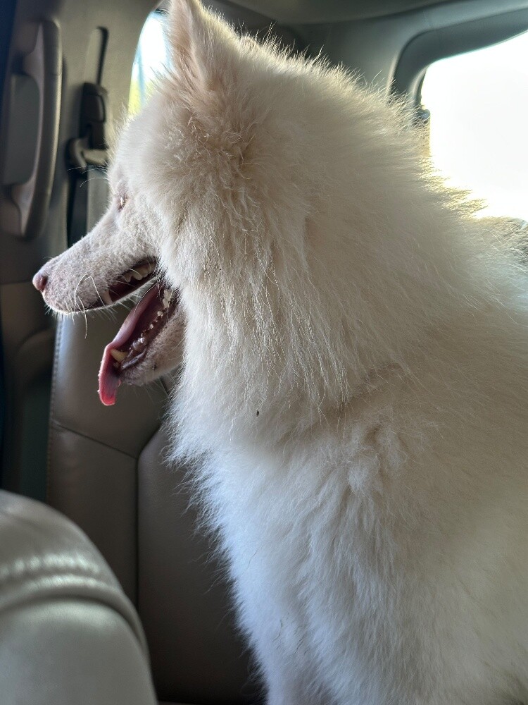 Urgent Sale: Husky Female (Passport - 9