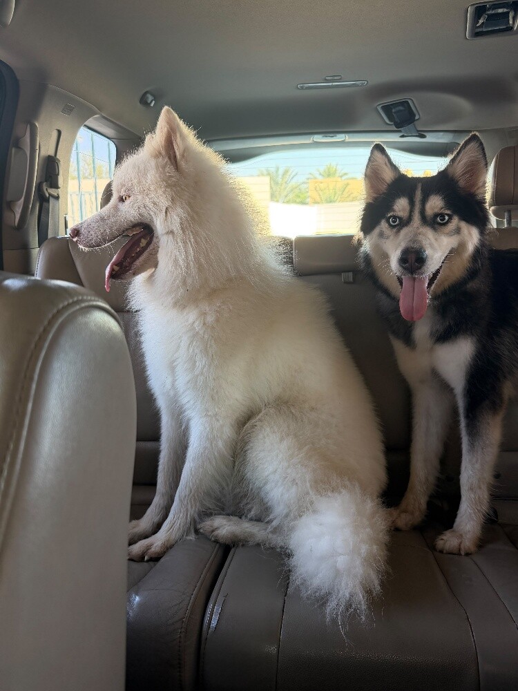 Urgent Sale: Husky Female (Passport - 2