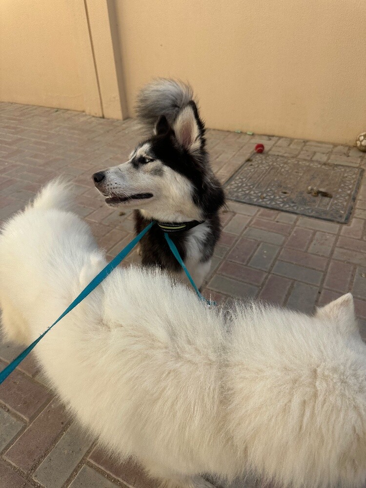 Urgent Sale: Husky Female (Passport - 7
