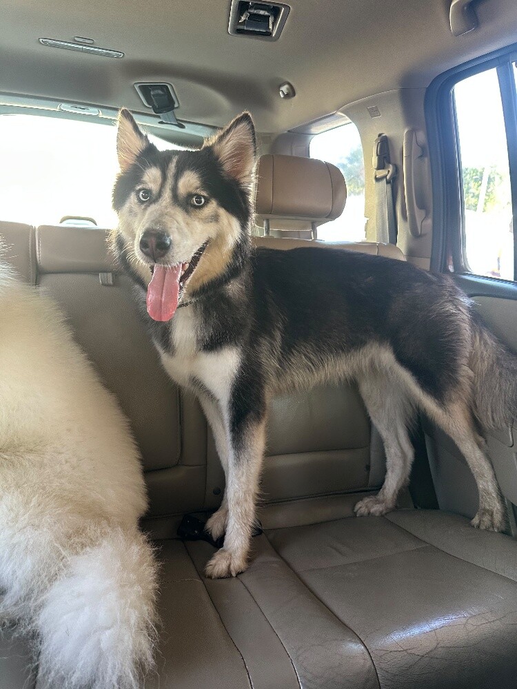 Urgent Sale: Husky Female (Passport - 8