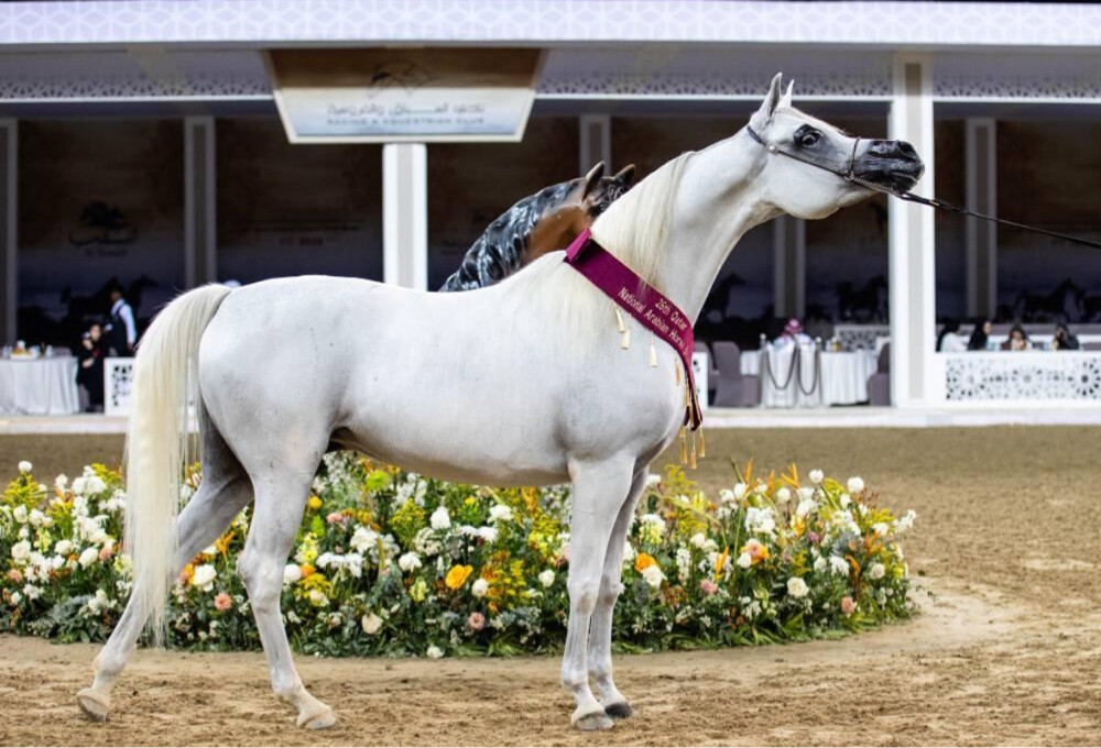 مطلوب فرس عربيه  - 1