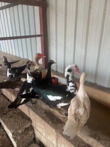 duk for sale - 4