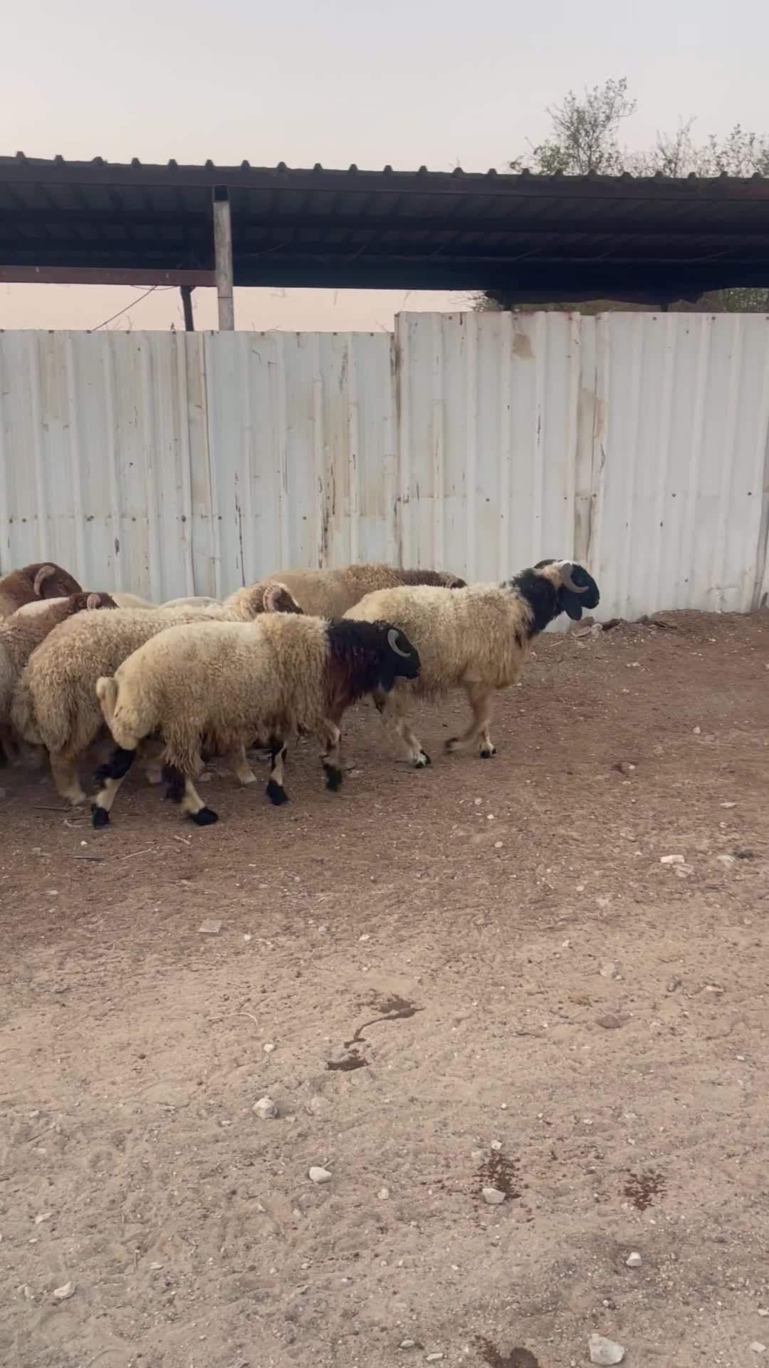 خرفان سورية - 1