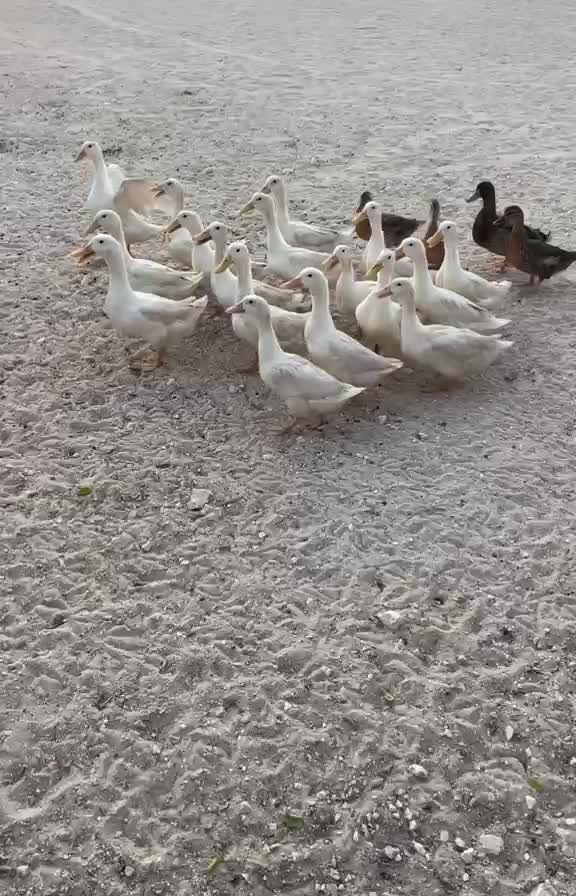 Ducks - 2