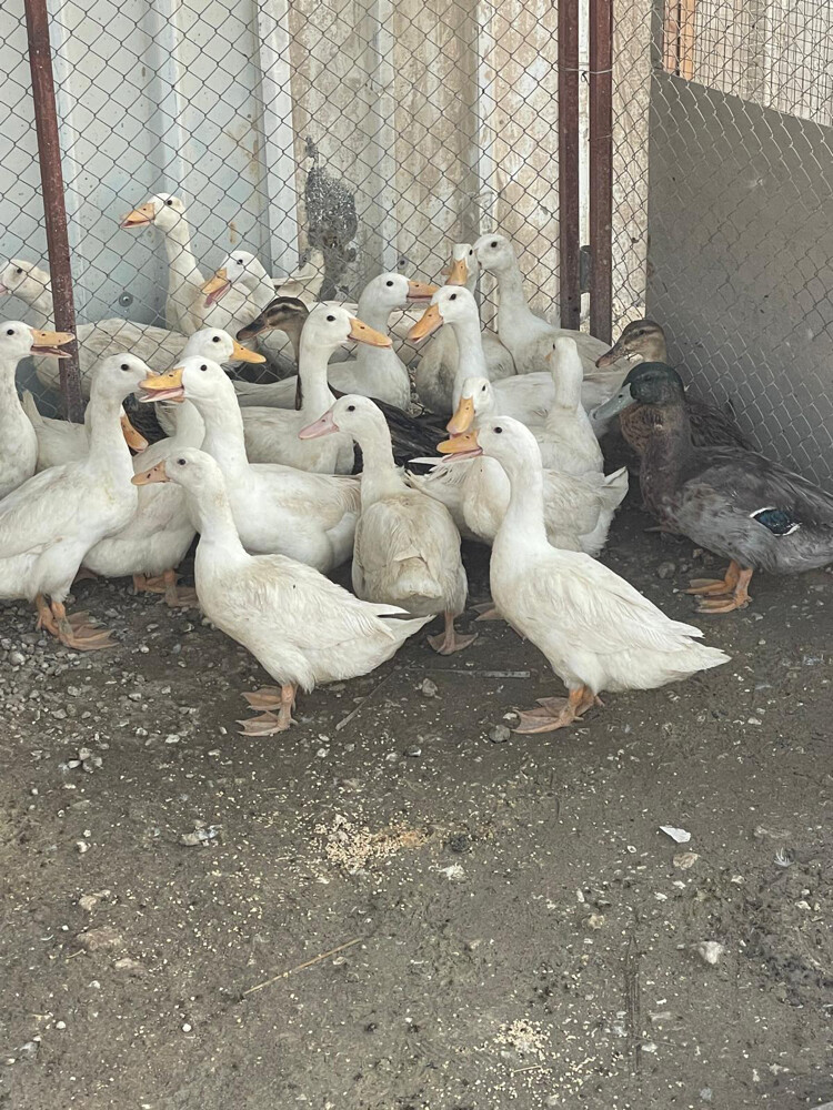 Ducks - 1