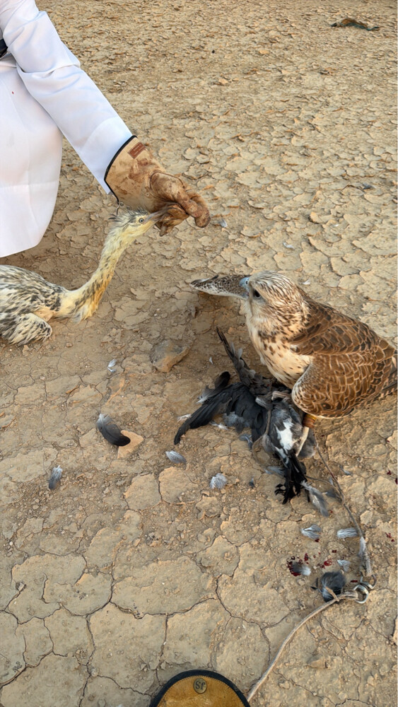 حر - 2