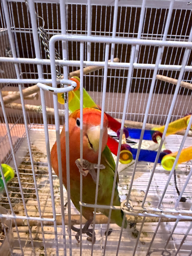 ببغاء روز  - 3