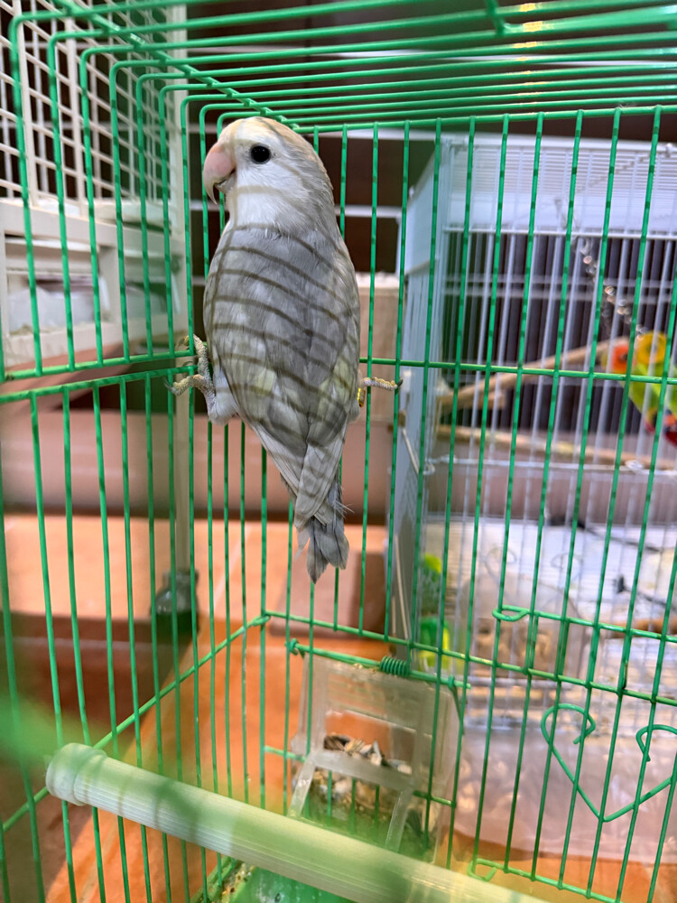 ببغاء الروز - 1