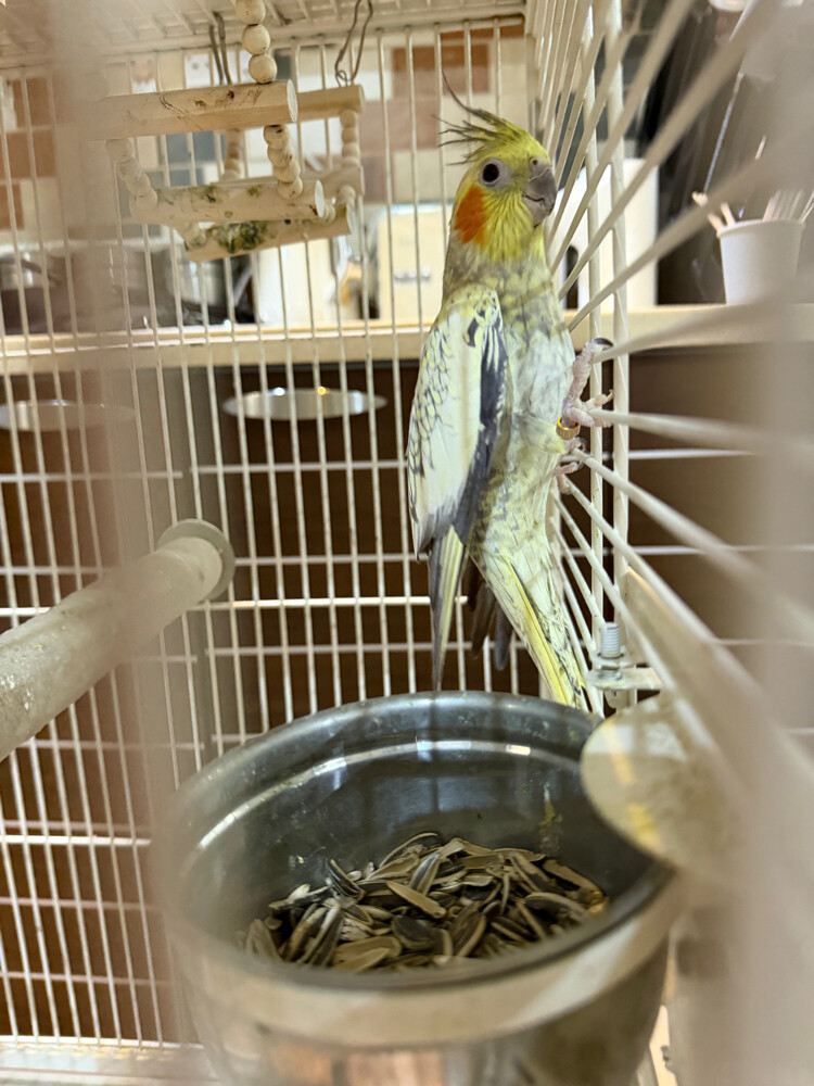 ببغاء الكروان - 1